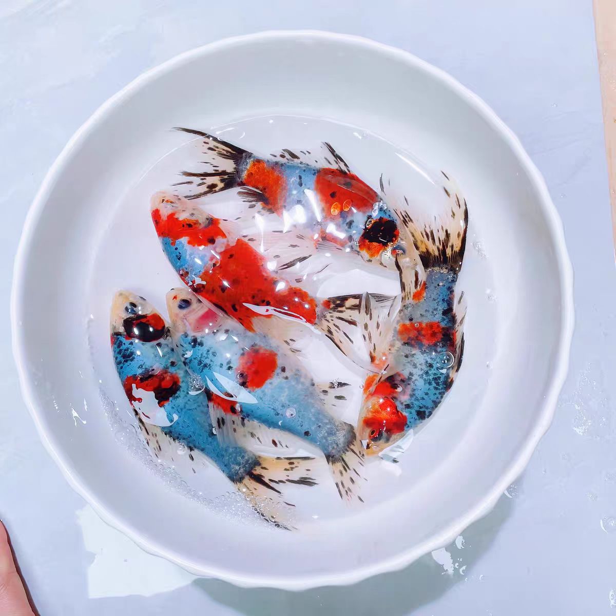 好养皮实活泼 兰花草金鱼8-10厘米 9条