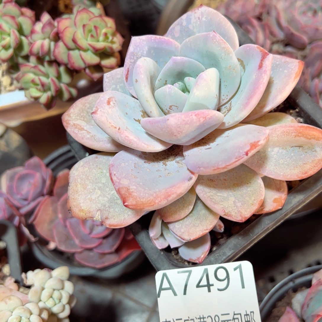 幸运的是我的朋友们