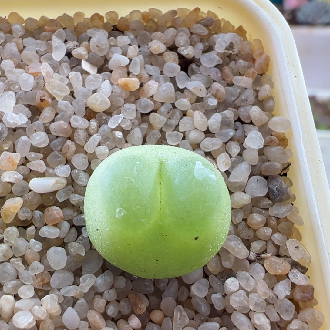 157 优选1200拉登一颗