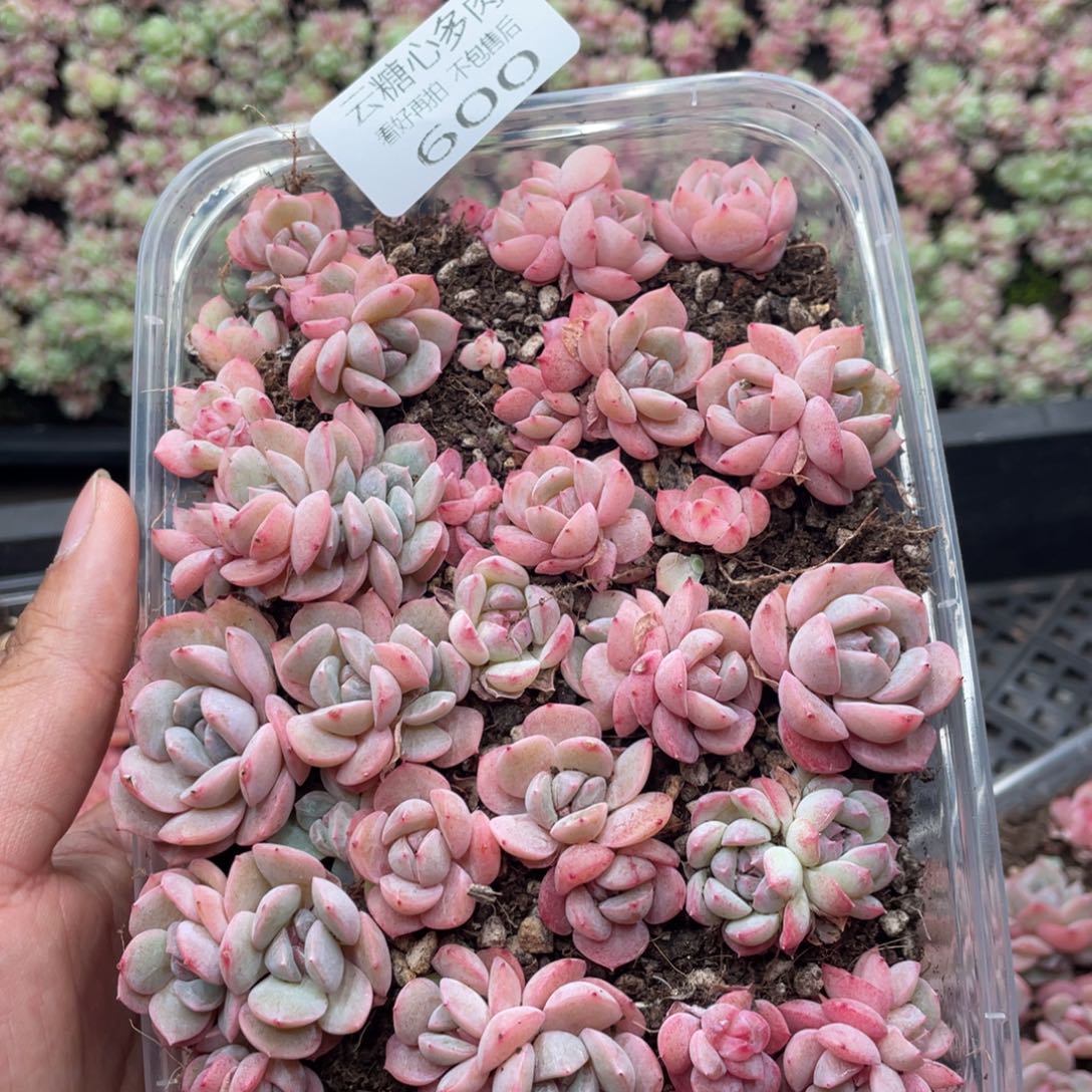 云糖心多肉植物600