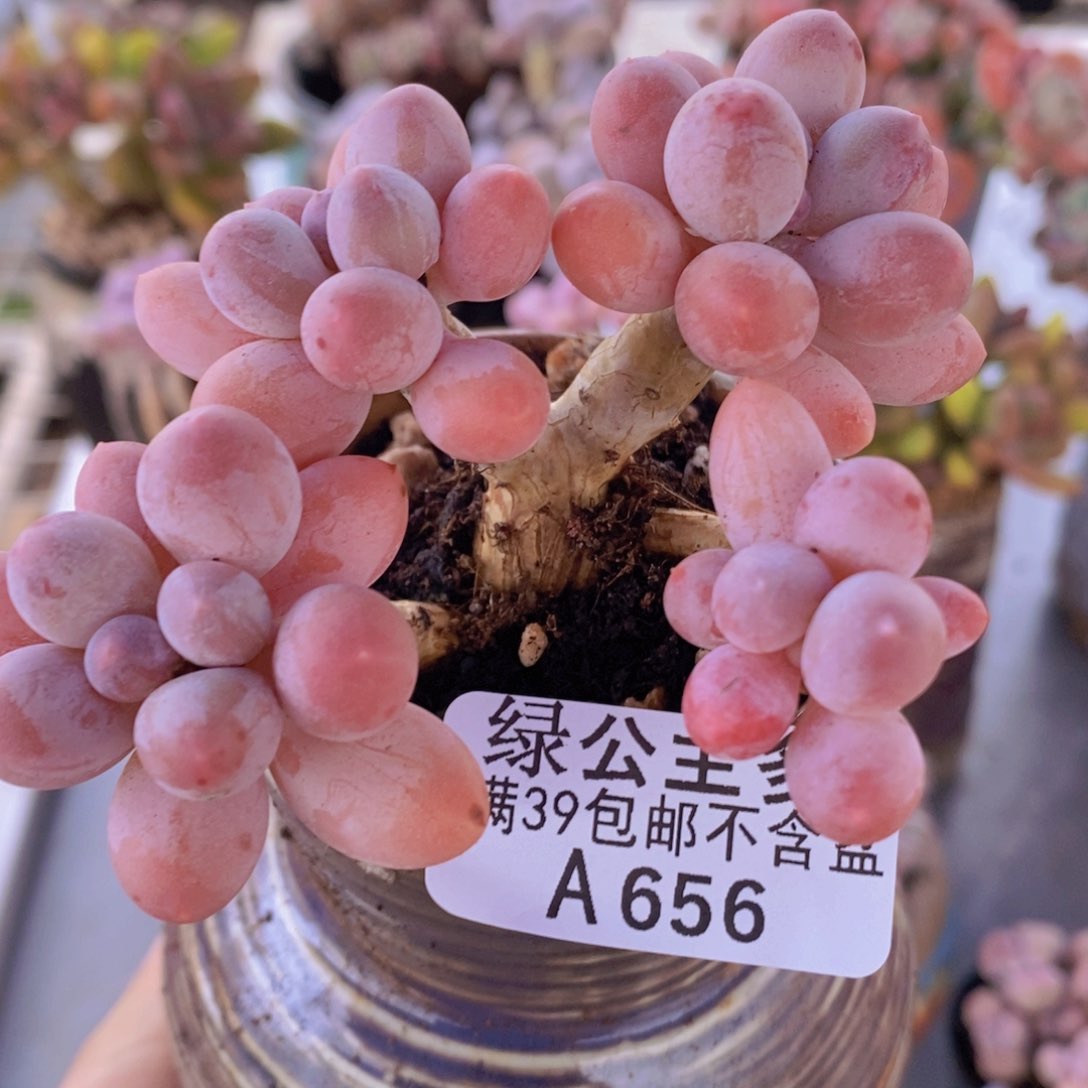 黄金香水手指奶7cm656多肉植物