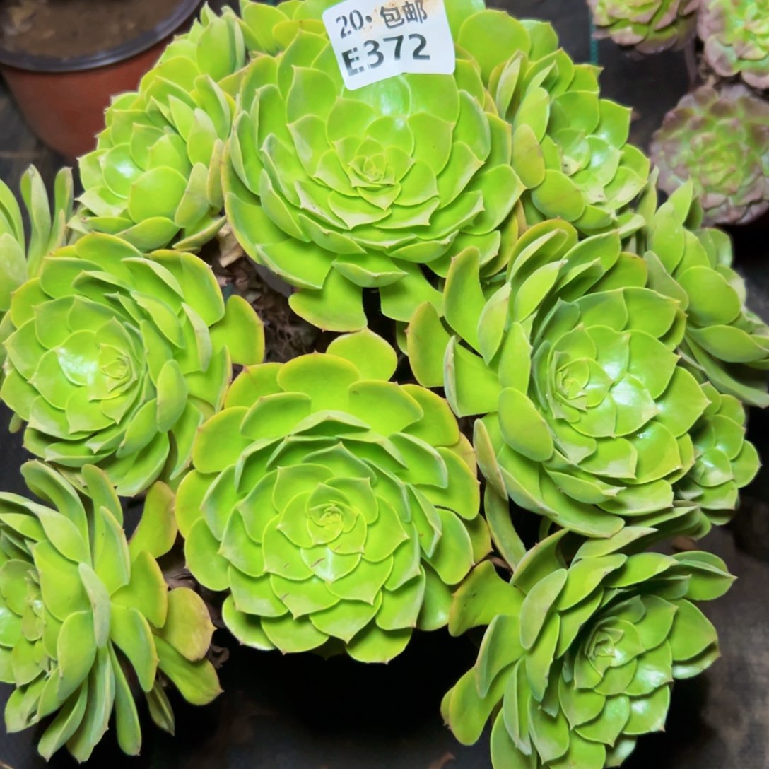 372沙拉碗，多肉法师