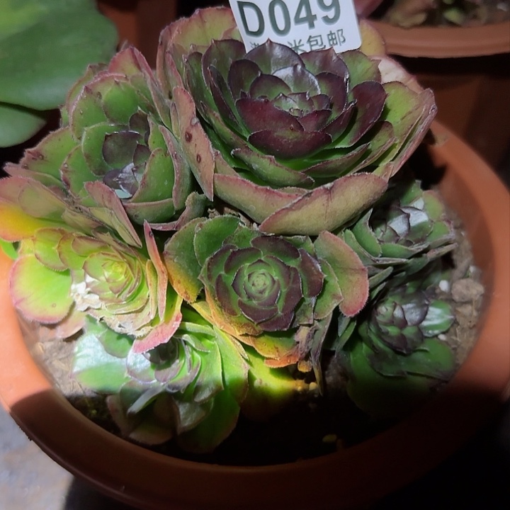 多肉法师 淘宝福利福利