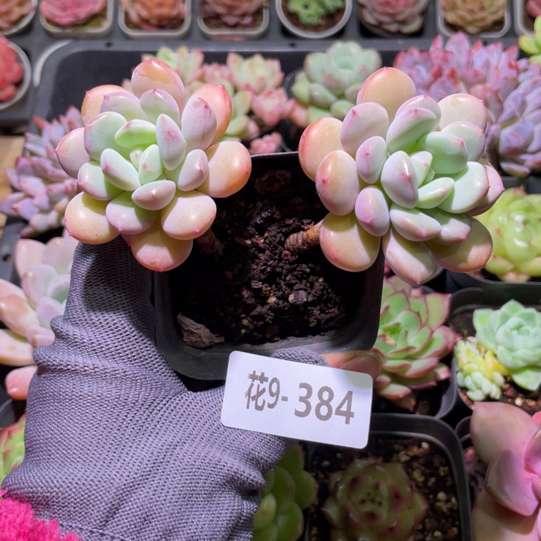 花利美9-384玉兔 