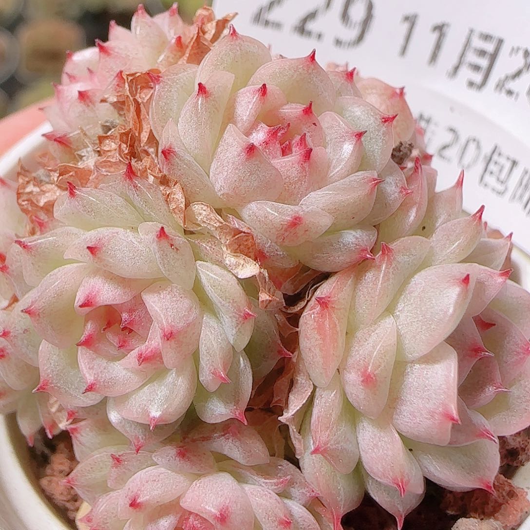 花语逸镜1128-229散