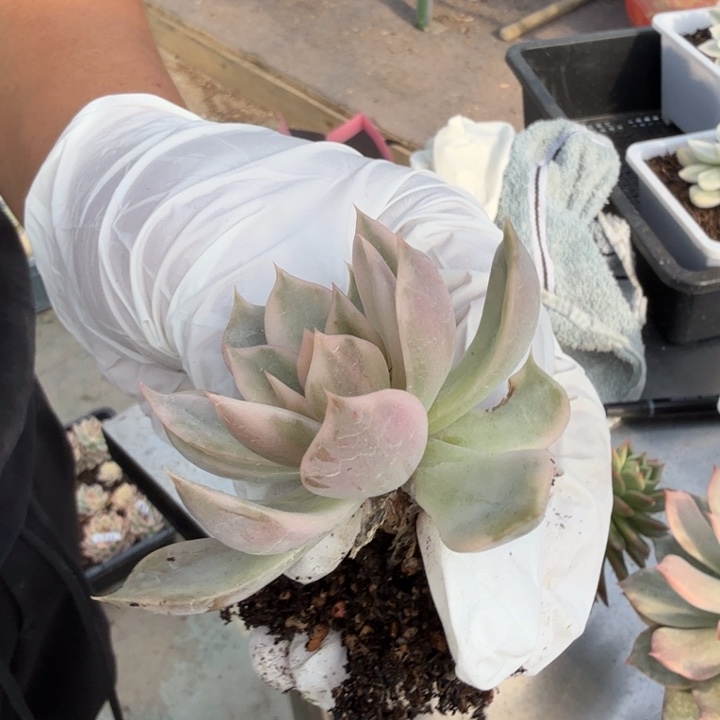 霓裳羽衣锦多肉植物