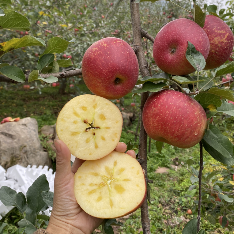 【现摘现发】四川汉源高山冰糖心红富士丑苹果当季新鲜水果脆甜多汁