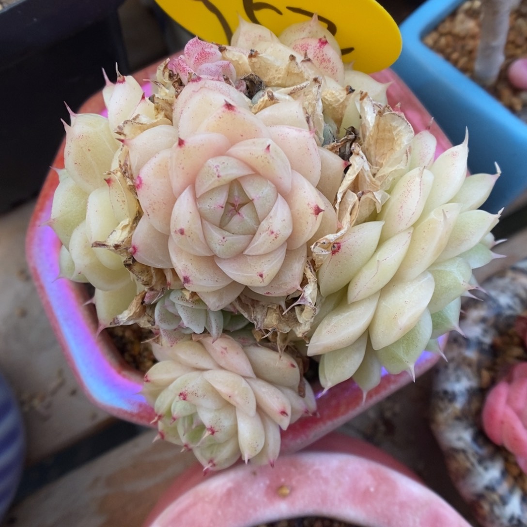 粉油透麦秆群生952号。 