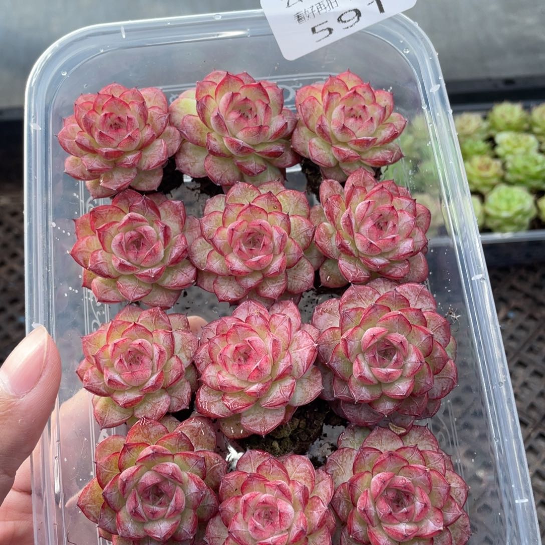 云糖心多肉植物591