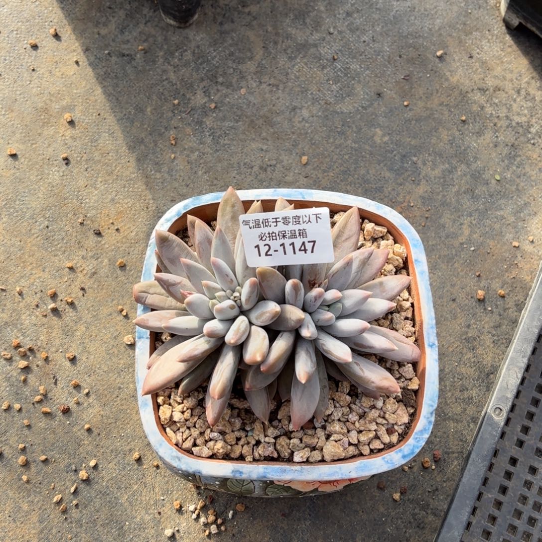 哥特罗莉多肉植物