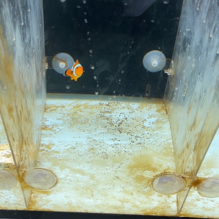 海水鱼斐济公子一条顺丰包邮