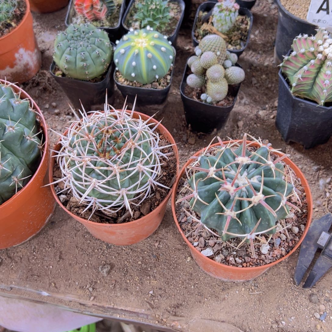 阳***好你的电话怎么一直关机呢你