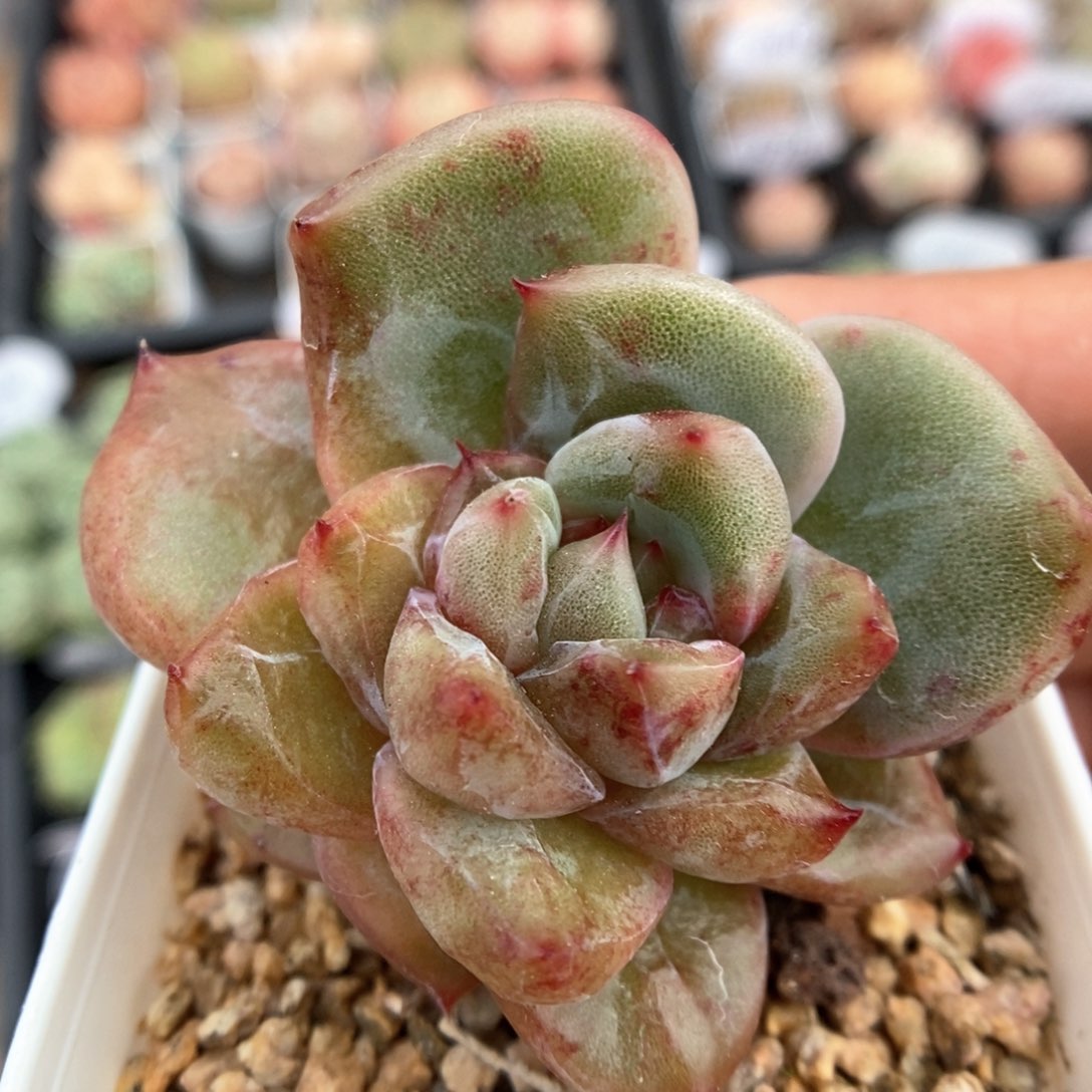 红色恋人石化可拍。  