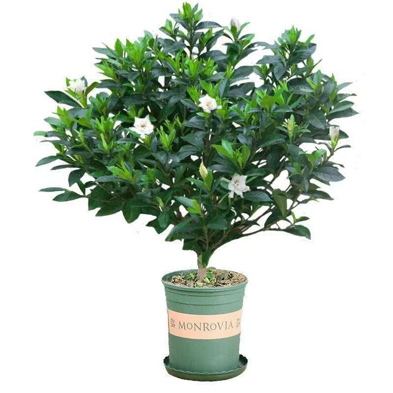 独杆小叶栀子花盆栽大颗好养植物室内花卉四季开花带花苞大花浓香