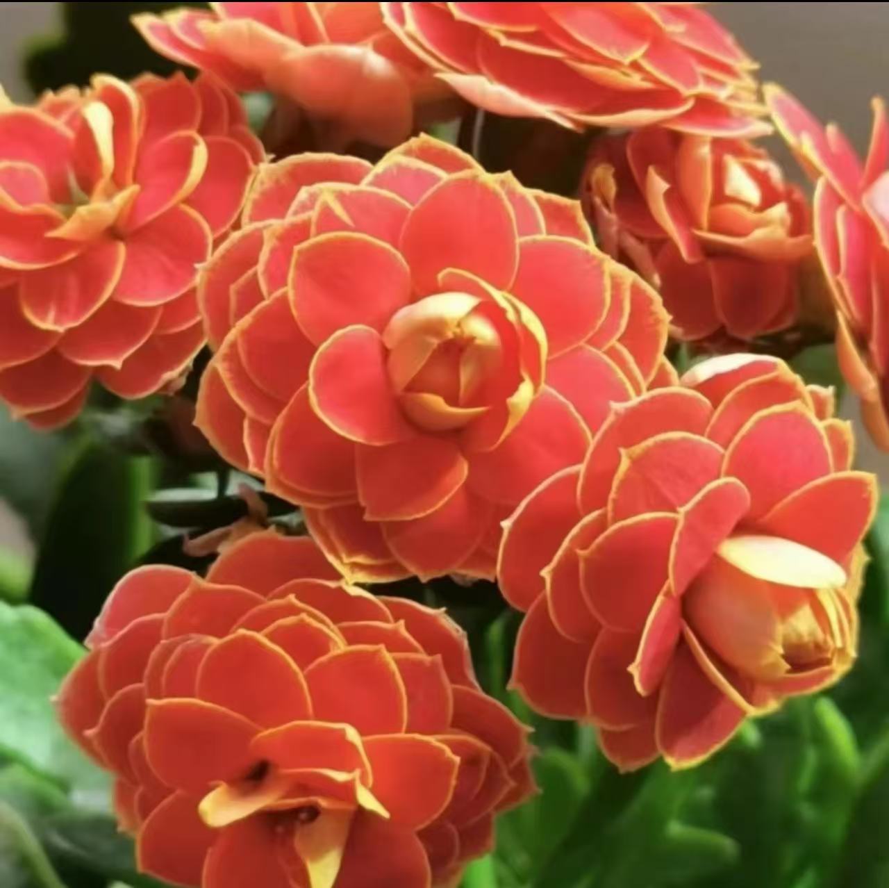 《金狐狸》120盆花后苗两盆