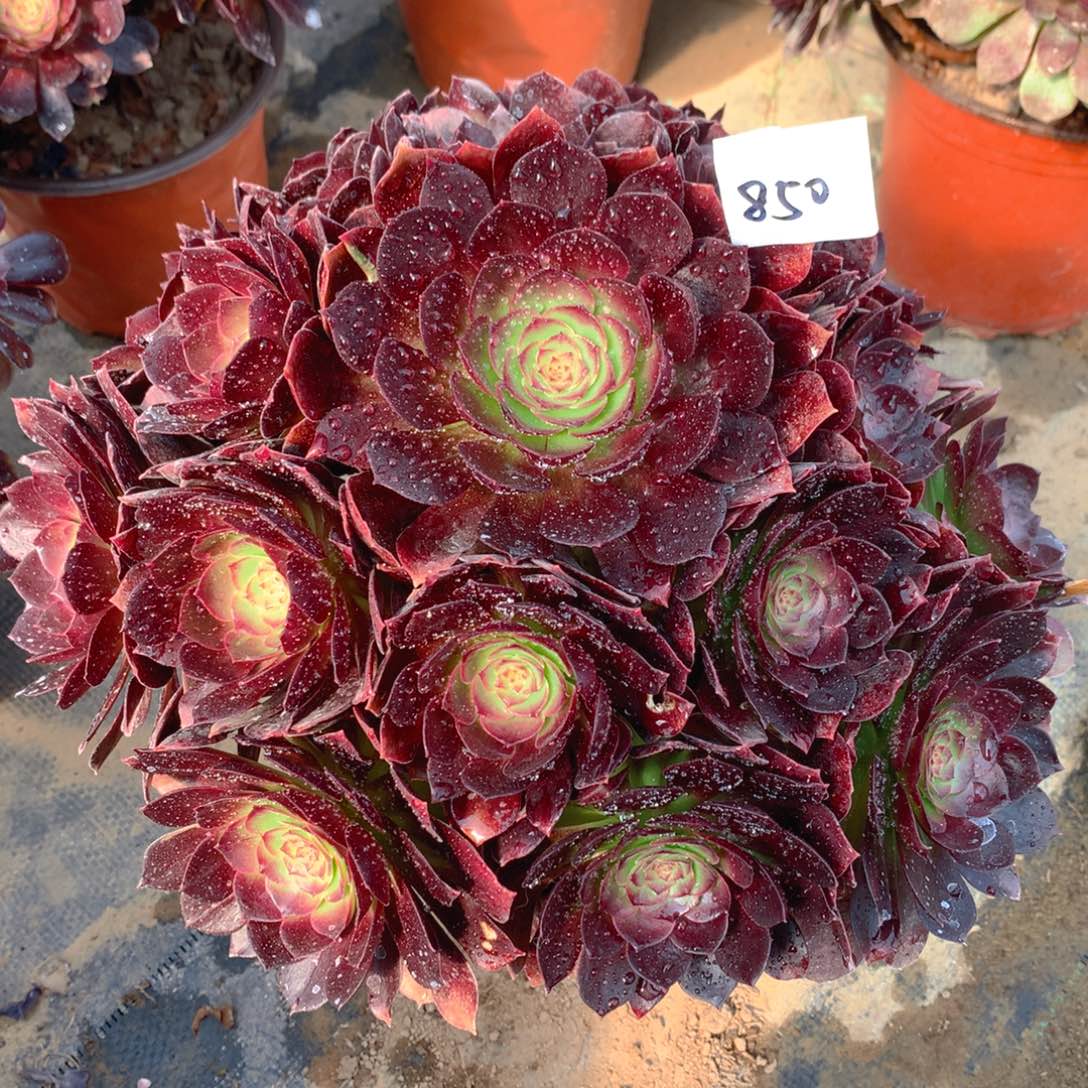 850赤艳莲精品法师多肉