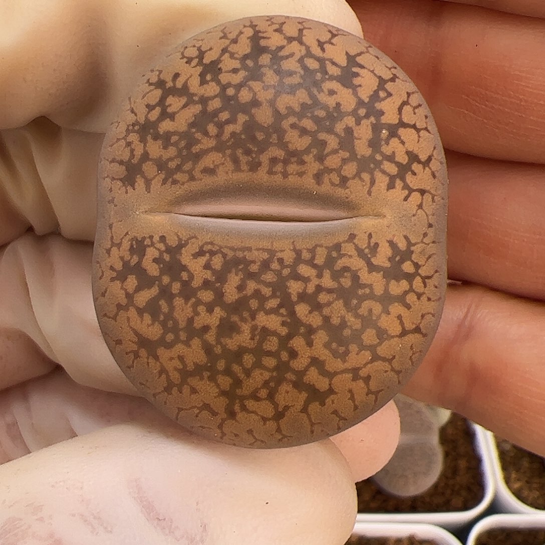 生石花多肉大母本轮孑