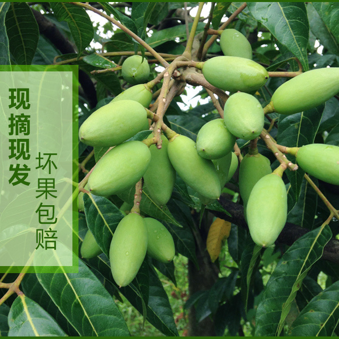 2025适合煲汤 泡酒橄榄新鲜采摘 1斤装