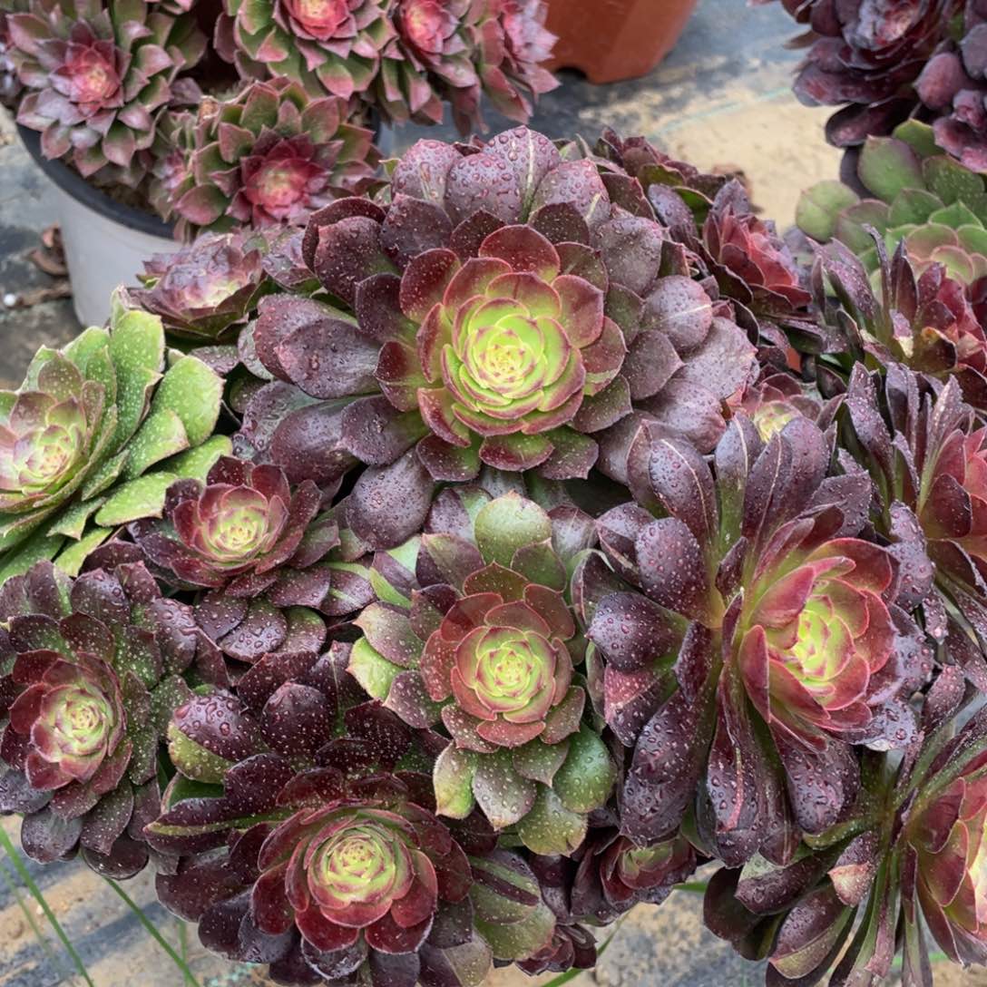 033黑美人精品法师多肉