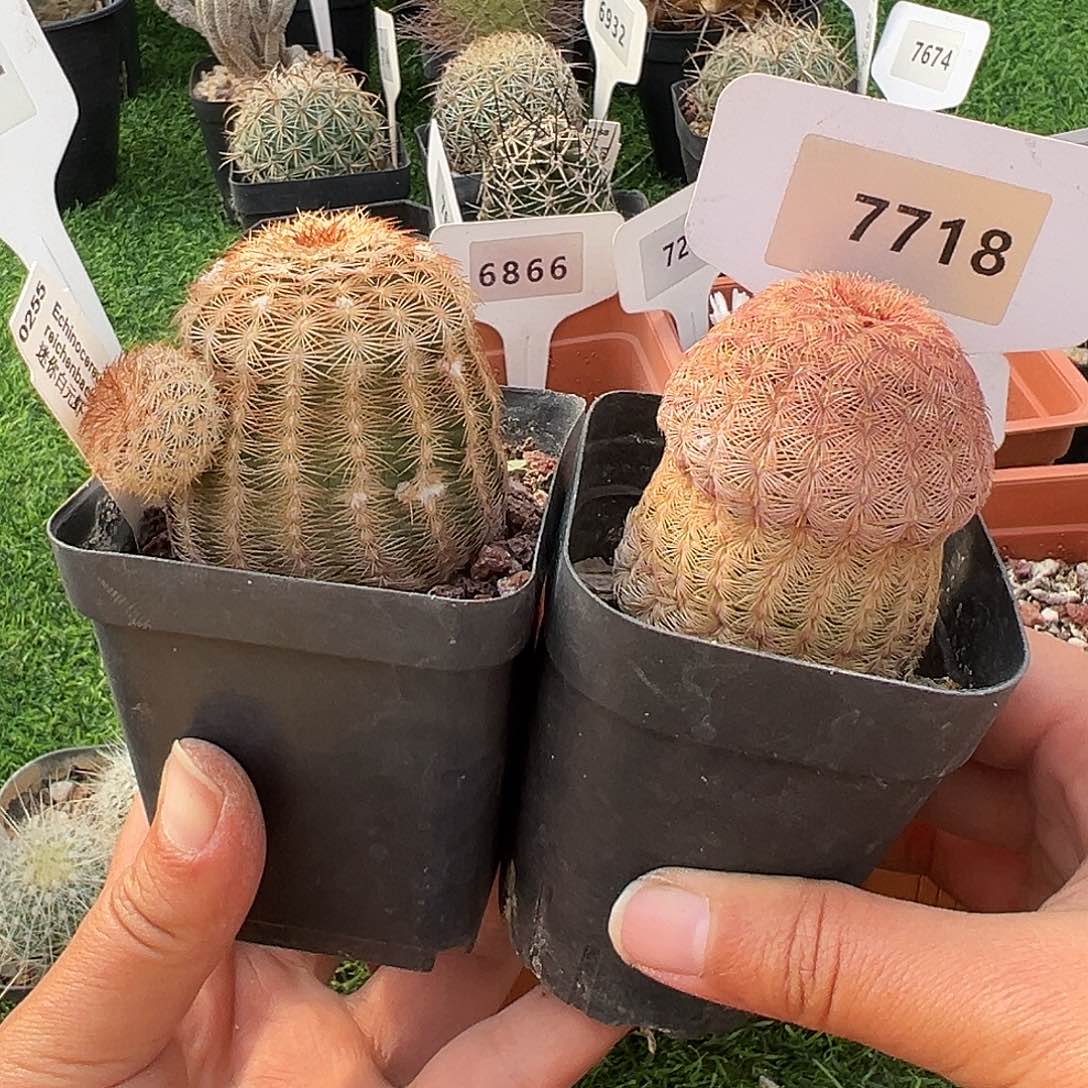 G***国7412 和 7718 一起裸根发货