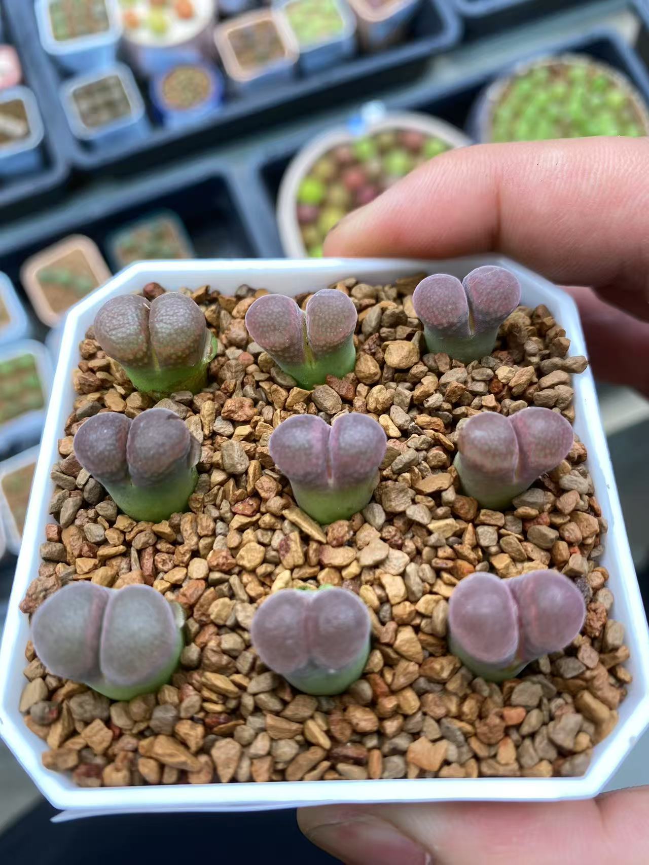 146多肉植物肉锥酒红风铃一颗