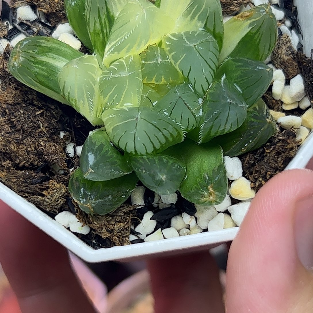 糊斑赤线锦十二卷多肉