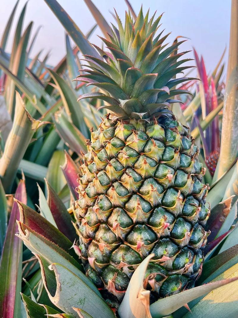 海南凤梨热量充足甜度高（顺丰京东空运包邮，新疆走其他空运包邮）