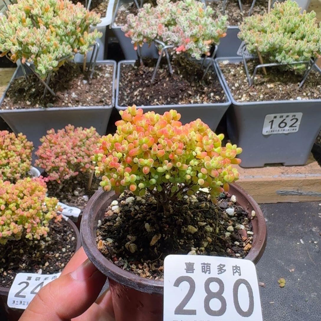 枝干番杏蜜橘糖球280