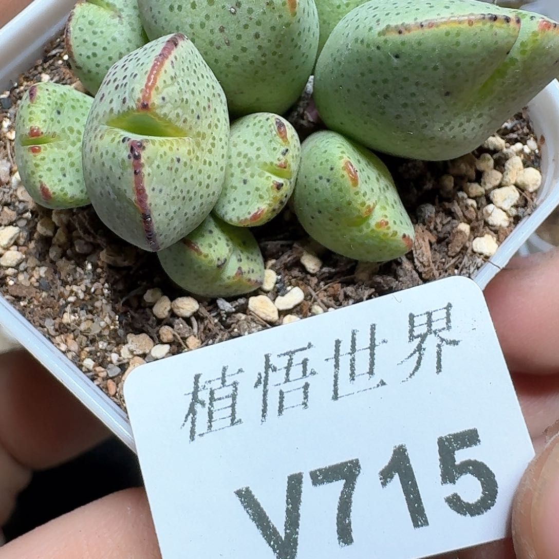 715盒多肉植物哇f v