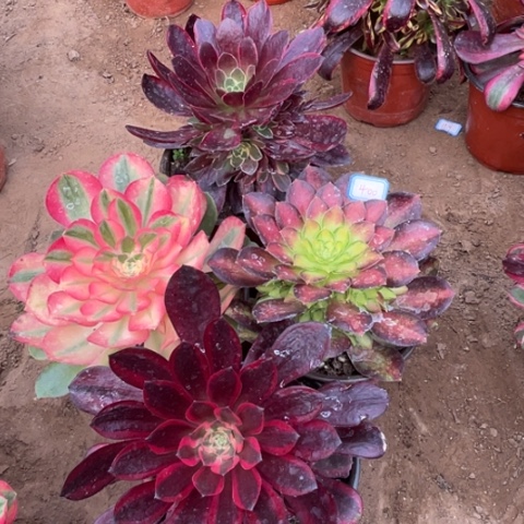 400多肉植物组合