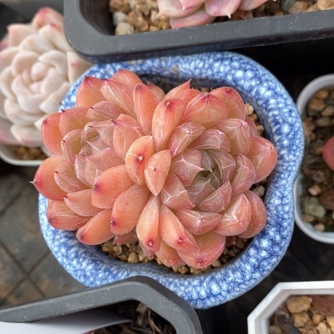 精品多肉一物一柏不包整86