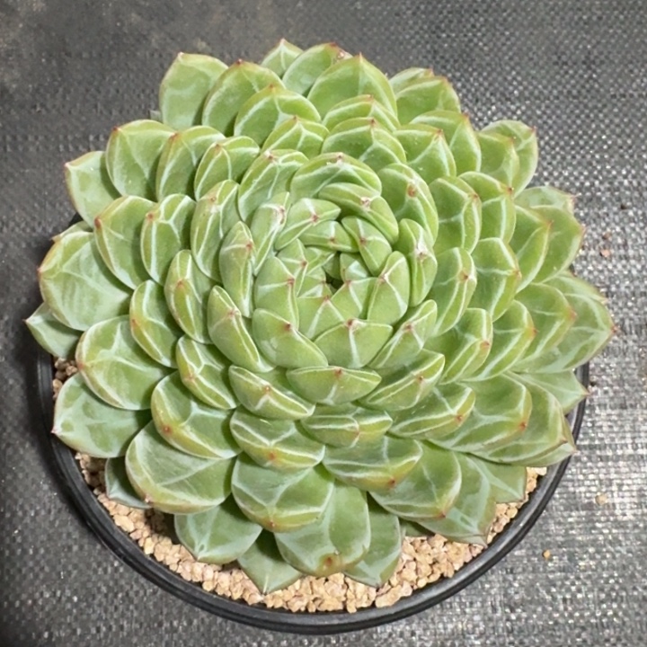 多肉植物雪花珍妮