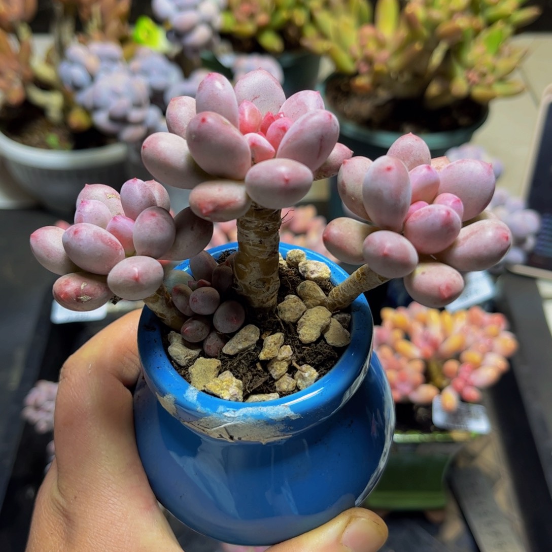 467桃花仙子奶酪11厘米多肉