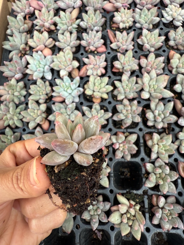 23红蜻蜓穴苗两颗一组
