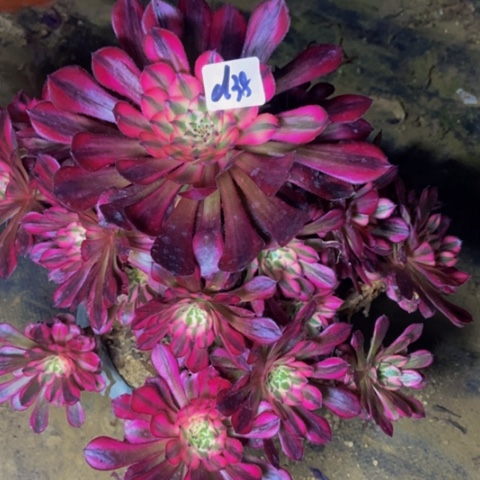 红同白多肉38多肉植物