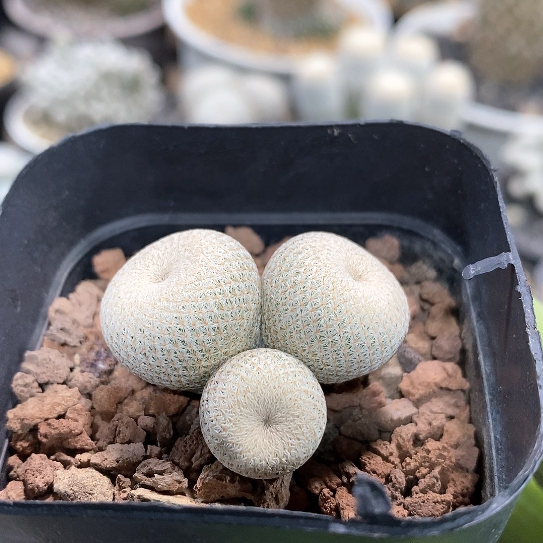 实生3头小人帽仙人球