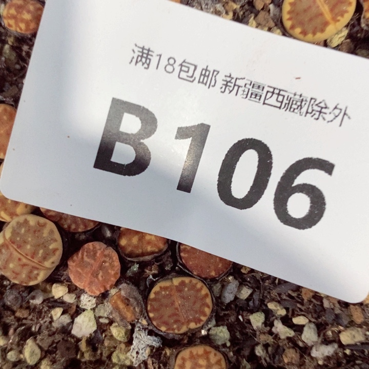 M****）我是一只小小鸟地域鬼的人106