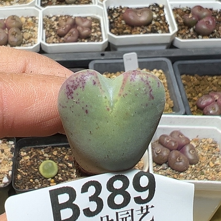 389号大将杂多肉植物