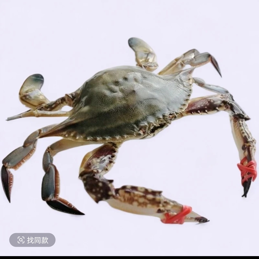 东港公飞蟹3～4两左右个别断臂（3斤8-只左右）【保鲜不保活】不保腿甲全