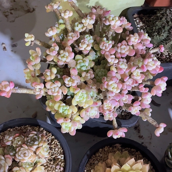 樱花罗琦24122多肉植物