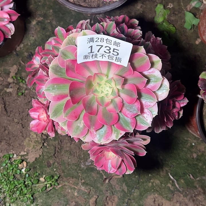 1735粉女巫多肉植物