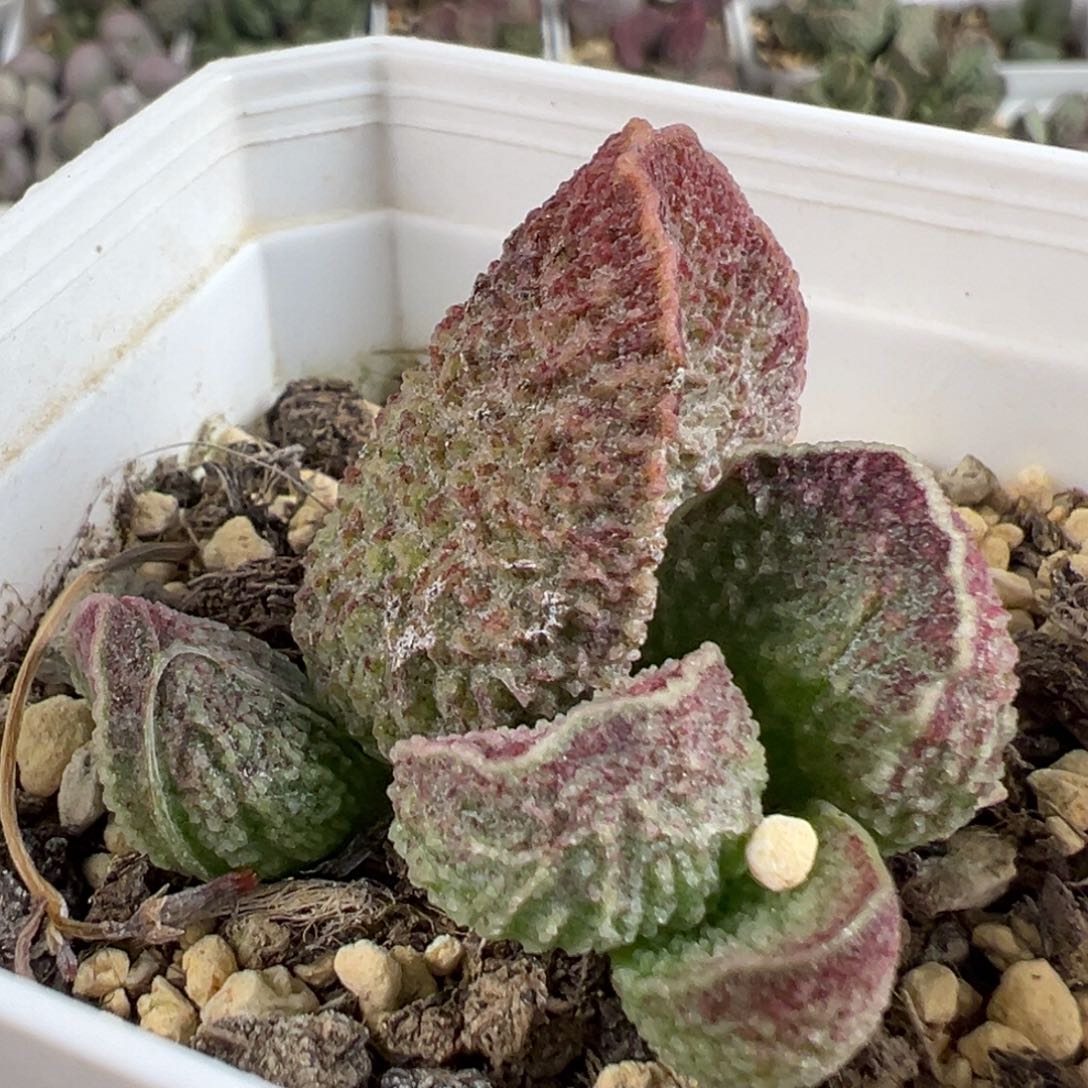 w纹路款实生新品多肉植物