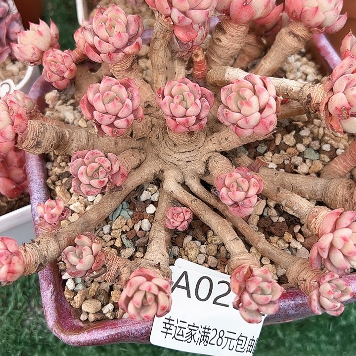幸运颜色白色的小
