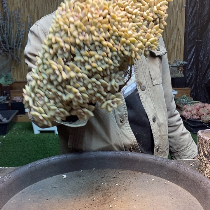 简***活287号淡雪多肉植物