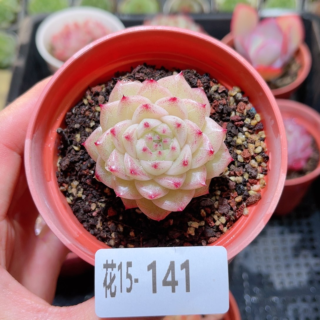 花利美15-141麦秆