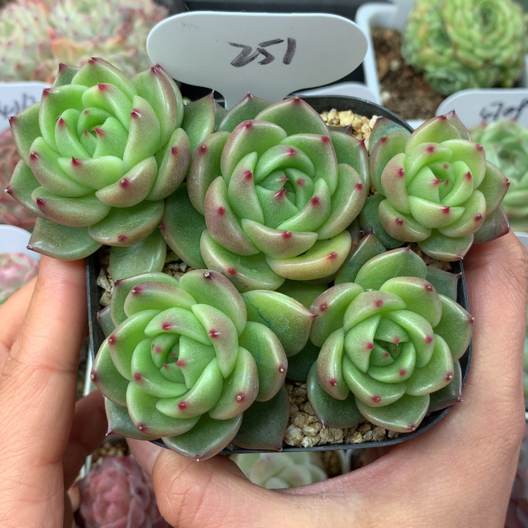 油透珍妮多砍群251