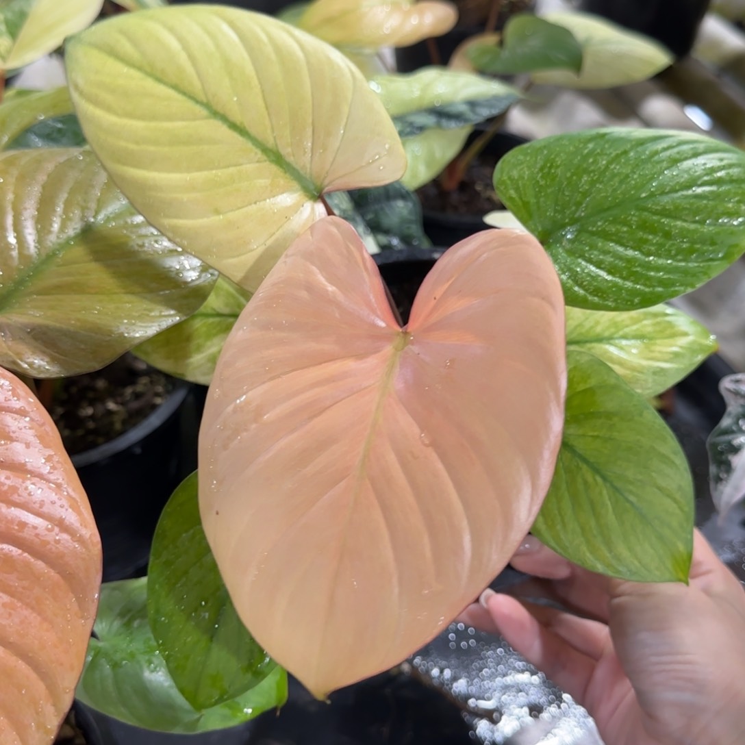 R104-1216薄荷锦千年健 免费寄养