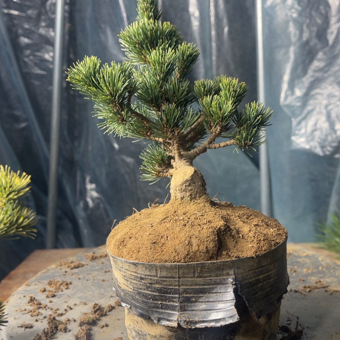 用***2完全开放一个包邮150