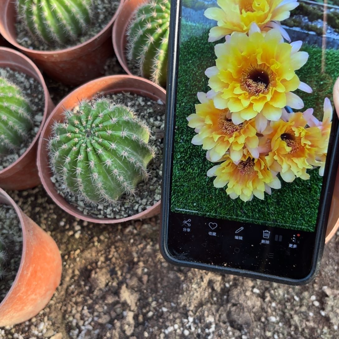 带根黄秀彩20包邮仙人球