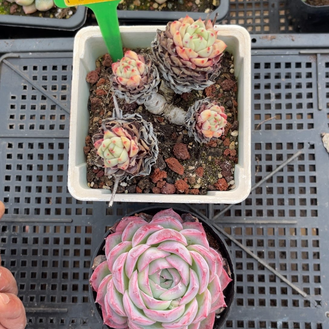 云尘多肉一物一拍979